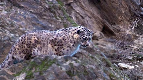 Snow Leopard Hunting | Amazing Video Clip | BBC Earth - YouTube