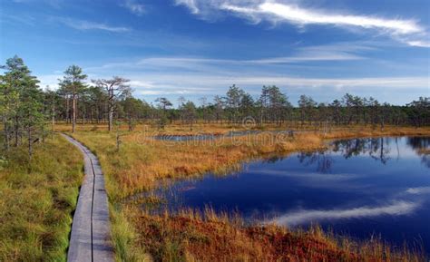 Swamp Viru in Estonia.the Nature of Estonia. Stock Photo - Image of lake, autumn: 21524406