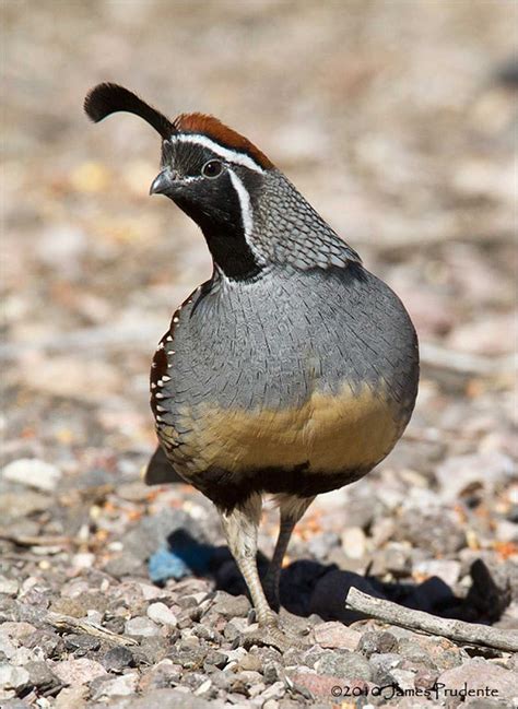 a bird standing on top of a rocky ground