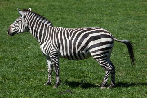 Grant S Zebra (Equus Quagga Boehmi). Stock Photo - Image of nature ...