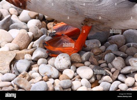 Duck feet hi-res stock photography and images - Alamy