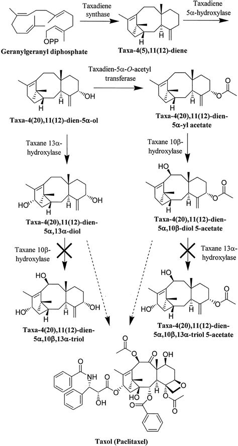 Taxol biosynthesis: Taxane 13α-hydroxylase is a cytochrome P450 ...