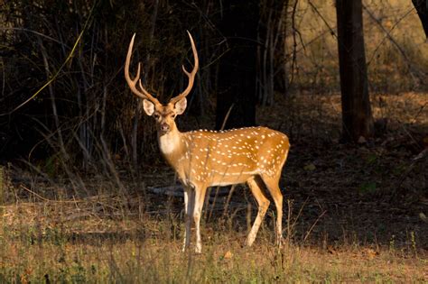 Invasive Axis Deer: Impact in the U.S. and How to Hunt Them