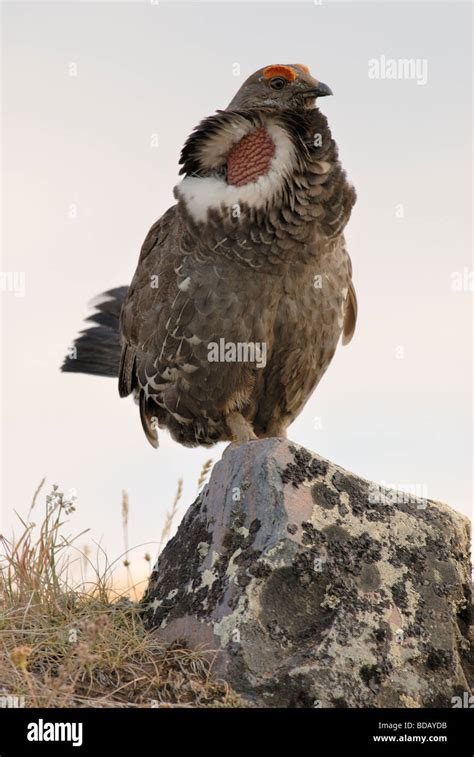 Blue grouse breeding display hi-res stock photography and images - Alamy