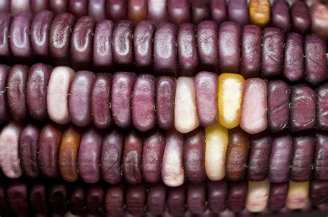 Native Maize Varieties Photograph by Philippe Psaila/science Photo ...