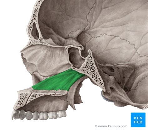 Vomer: anatomy, location, and function | Kenhub