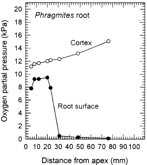 18.4.1 - Aerenchyma in roots | Plants in Action