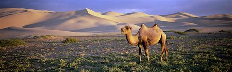 Wallpaper : landscape, animals, nature, wildlife, desert, wilderness, camels, plateau, steppe ...