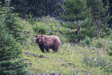 Sources of mortality – South Rockies Grizzly Bear Project