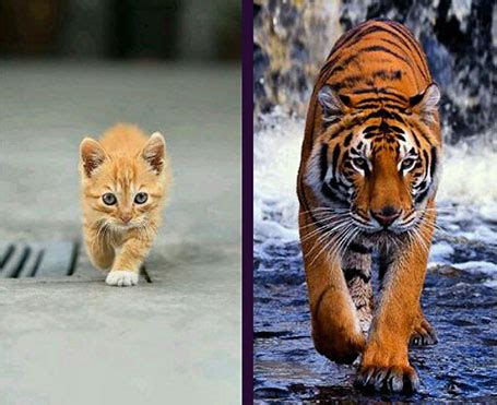 Shiny Madhu: Cat and Tiger