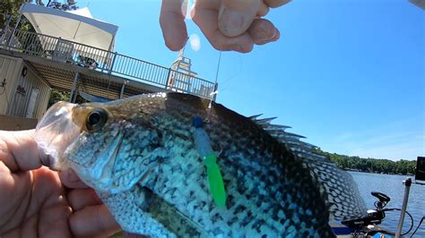 Best Color Tadpole Crappie Bait Summer Crappie Fishing - YouTube