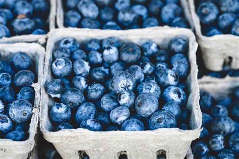 How To Grow Blueberries In Containers - Gardeners' Guide