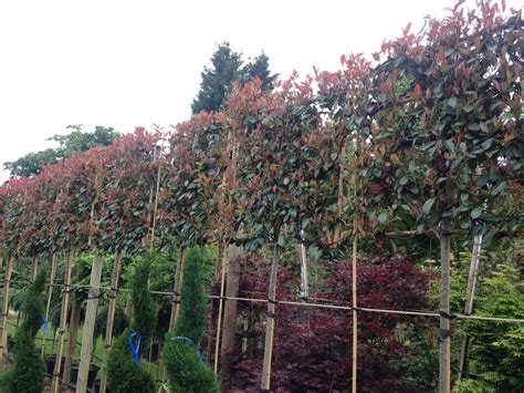 Photinia red robin pleached | Green Mile Trees Green Mile Trees