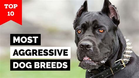 What Breed Of Dog Is The Most Aggressive