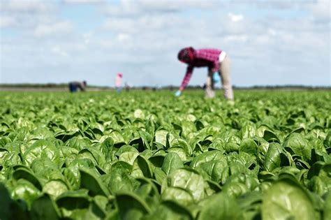 Can Organic Food Feed the World? - WSJ