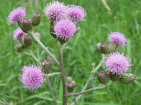 Cirsium arvense (Creeping Thistle) - World of Flowering Plants