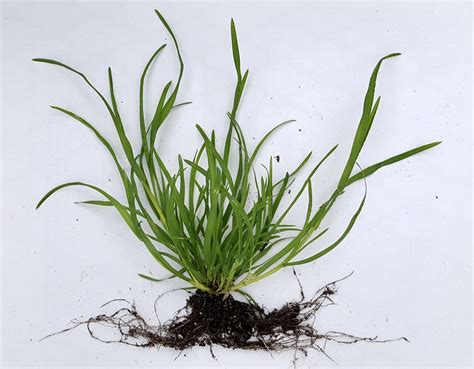 Poa annua (Annual Blue, Annual Bluegrass, Annual Meadowgrass, Low ...