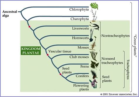 Plant Evolution Timeline