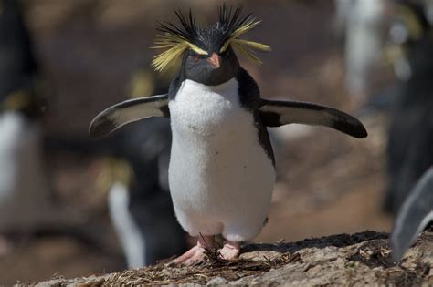 Northern rockhopper penguins – Australian Antarctic Program