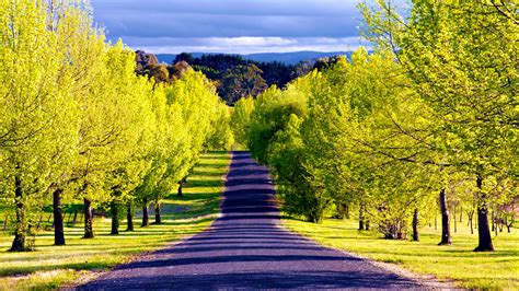 Download Tree-lined Green Spring Tree Man Made Road HD Wallpaper