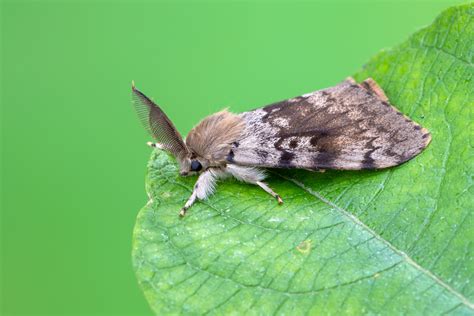 Gypsy Moth Population Continually Increasing - The Farm