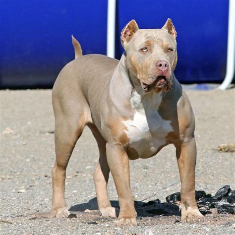 Lilac Tri XL bully | Bully dog, Pit puppies, Cute dogs