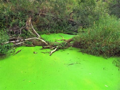 Harmful Algae Blooms - Keeping Your Pond Algae-Free - Eco Pond Solutions