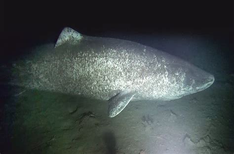 Caught on camera: Elusive Greenland sharks | Canadian Geographic