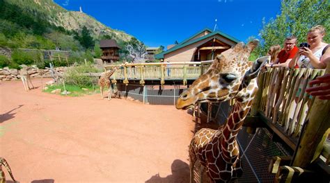 Cheyenne Mountain Zoo Tours - Book Now | Expedia