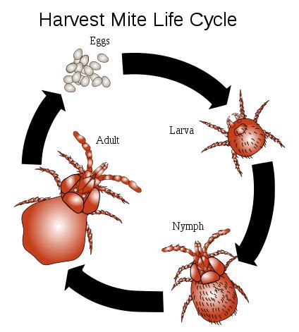 Chiggers (Mite) Bites, Rash Pictures, Treatment, Eradication | Healthhype.com