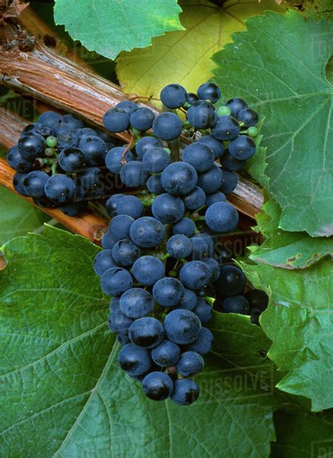 Agriculture - Wine grapes, Zinfandel. - Stock Photo - Dissolve