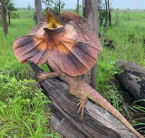 Improving animal monitoring in Kakadu - NESP Resilient Landscapes Hub