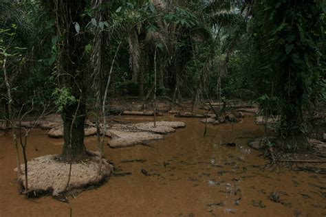 A Guide To Madidi National Park - Bolivian Life