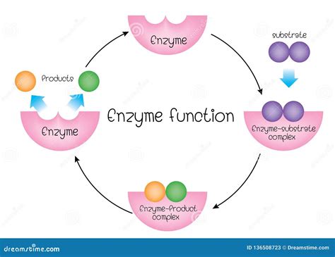 Enzyme. Lock And Key Model. Synthesis. Metabolic Processes Vector ...