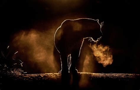 Silhouette of mammal, animals, feline, lion HD wallpaper | Wallpaper Flare