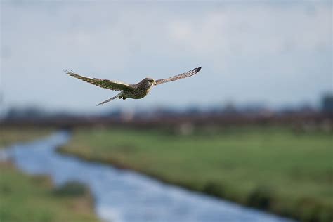 HD wallpaper: kestrel, bird, wildlife, nature, landscape, flying, one ...