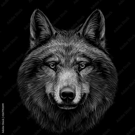 Monochrome, black and white, graphic portrait of a wolf's head on a ...