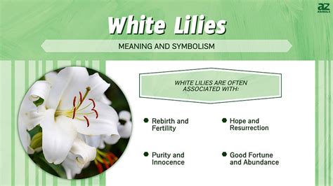 White Lilies: Meaning, Symbolism, and Proper Occasions - A-Z Animals