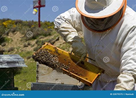 Apiculture stock image. Image of cell, beehive, ecology - 33079375