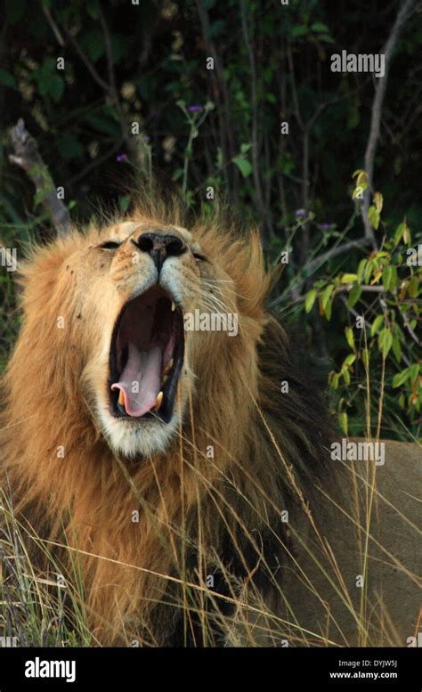 Yawning lion hi-res stock photography and images - Alamy