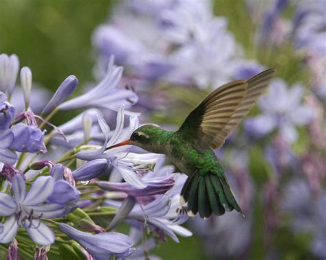 The Best Flowers To Attract Butterflies, Bees, and Hummingbirds