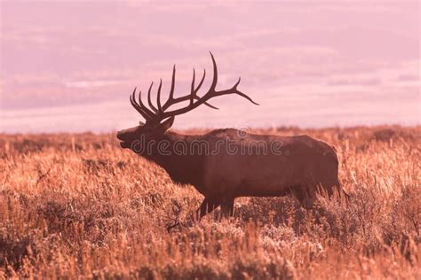 Bull Elk Bugling at Sunrise Stock Image - Image of teton, national: 90181445