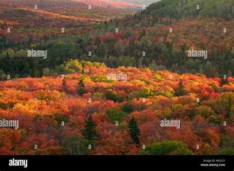 Sawtooth Mountains in autumn from Leveaux Mountain, Superior National Stock Photo: 15921170 - Alamy