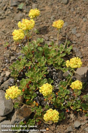 Eriogonum umbellatum var. polyanthum | Sulphur Flower | Wildflowers of ...