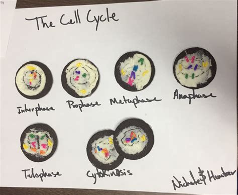 Chapter 5 Mitosis - MARLER'S SCIENCE SPARK