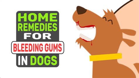 Home Remedies For Bleeding Gums In Dogs - Petmoo