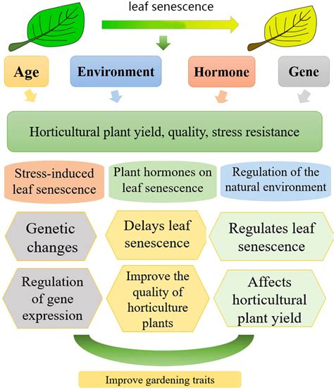 Frontiers | Research progress on the relationship between leaf ...