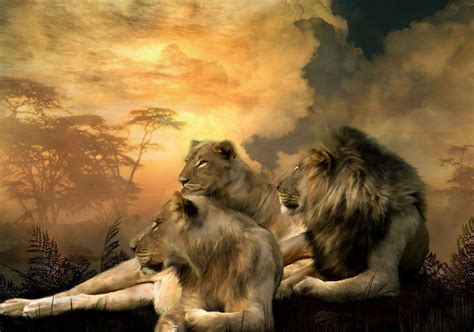 Lion Family Wallpapers - Top Free Lion Family Backgrounds - WallpaperAccess