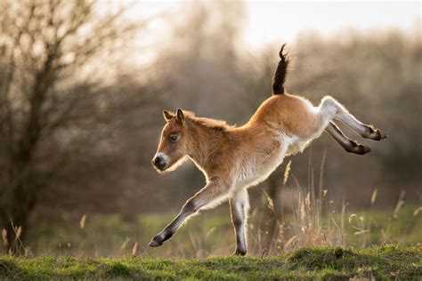 Prancing pony by AlesGola on DeviantArt