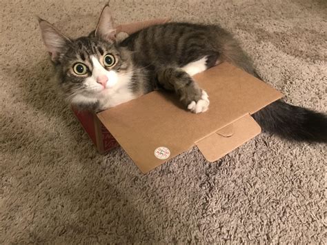 My cat tries to fit in every box, even shoe boxes. : r/aww